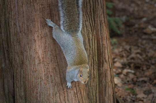 Image of Sciurus subgen. Sciurus Linnaeus 1758