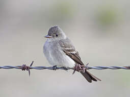 Image of Western Wood Pewee