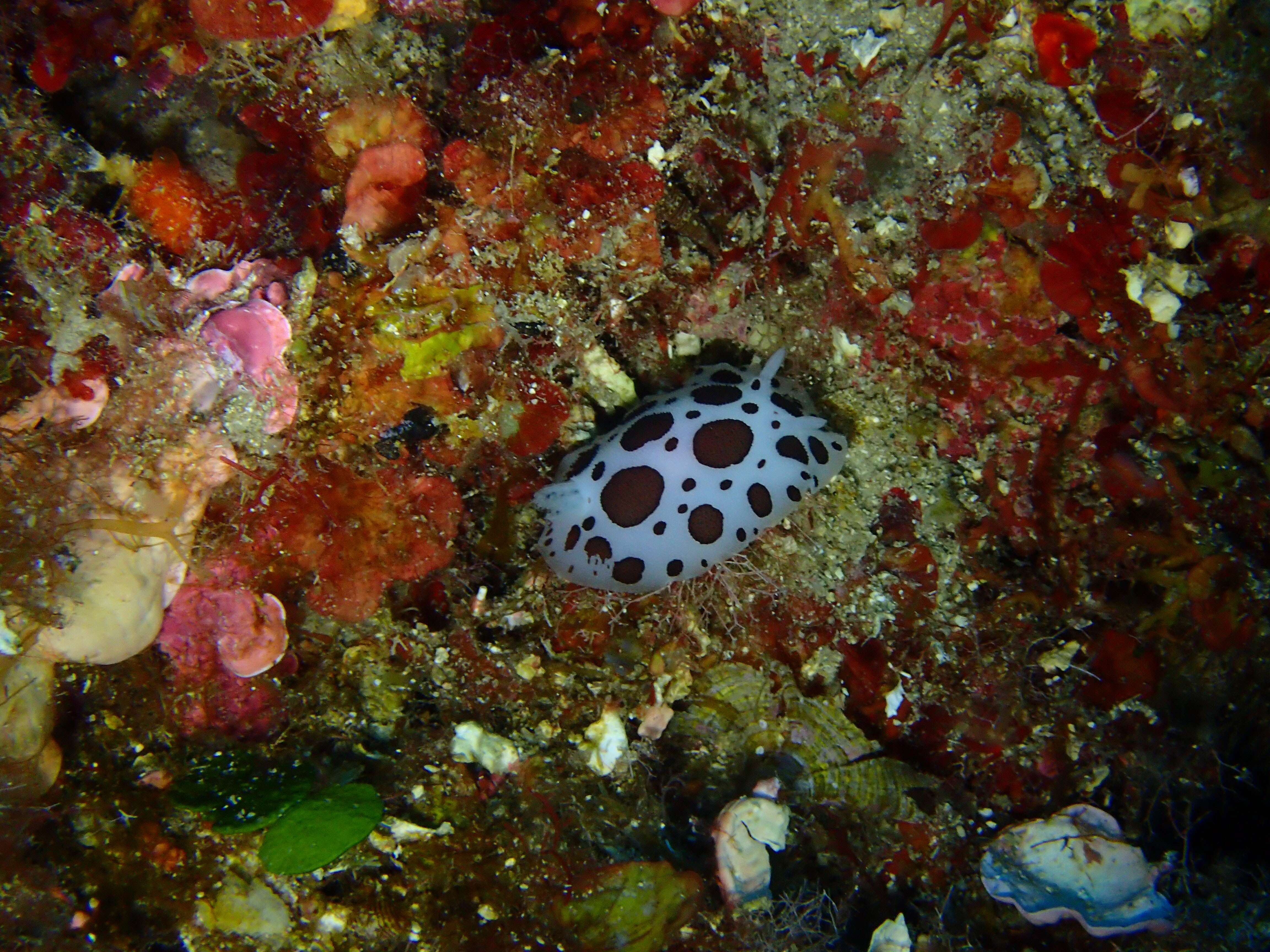 Plancia ëd Peltodoris atromaculata Bergh 1880