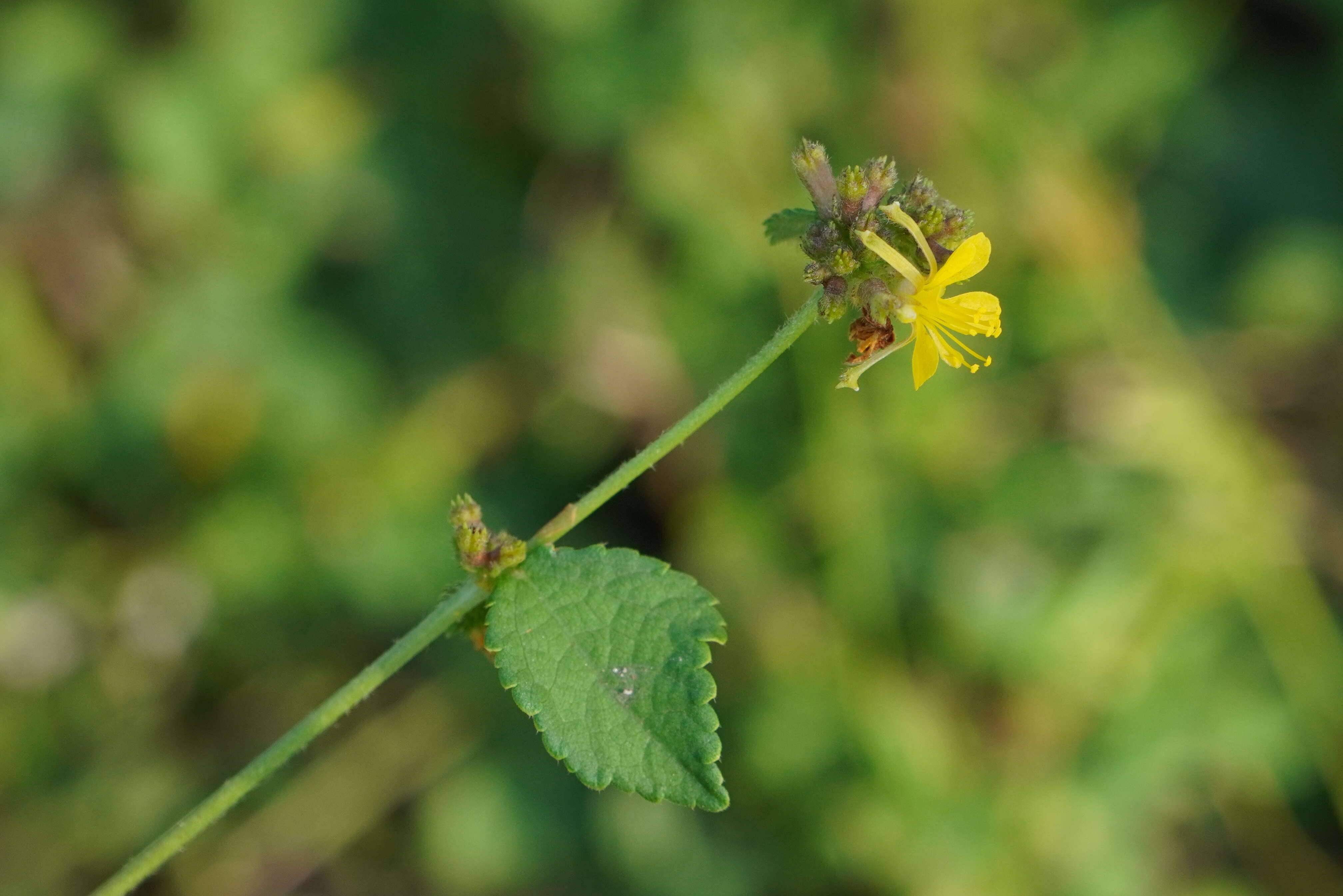 Image of diamond burbark