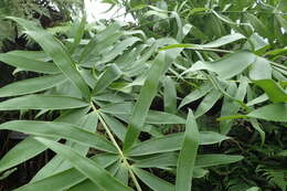 Image of Bamboo Cycad