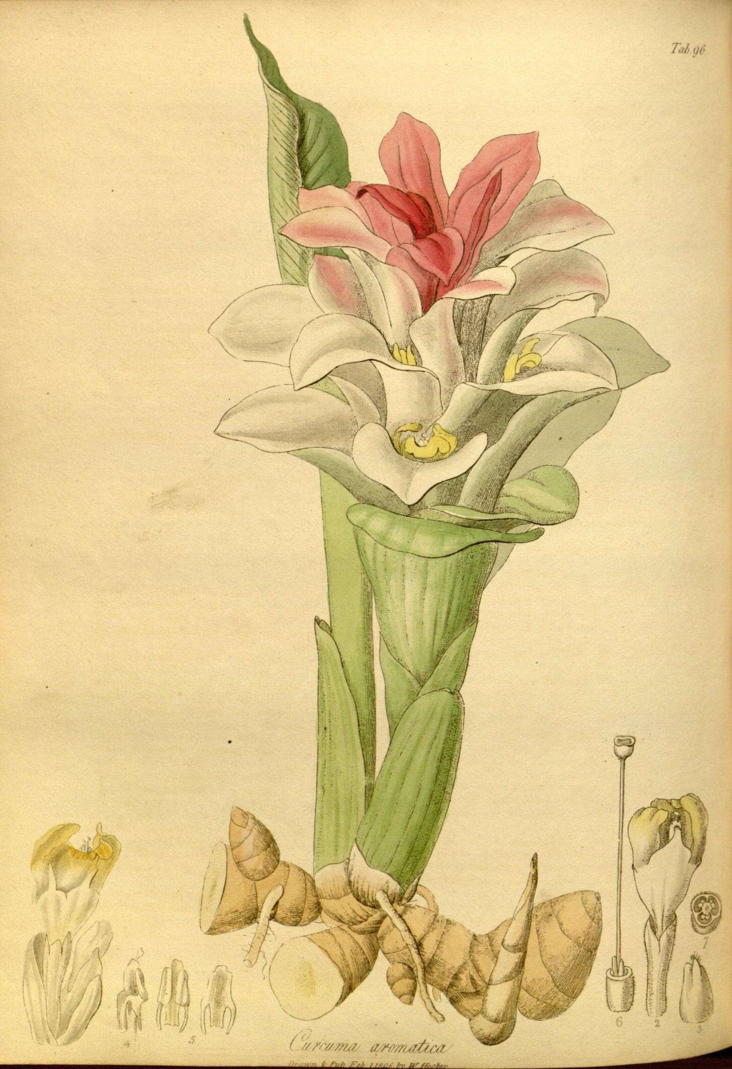 Image de Curcuma aromatica Salisb.