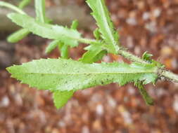 صورة Leucanthemum ircutianum (Turcz.) DC.