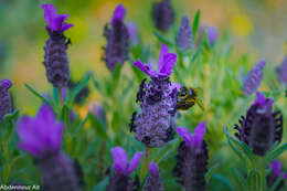 Image of French lavender