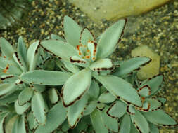 Image of Kalanchoe tomentosa Baker