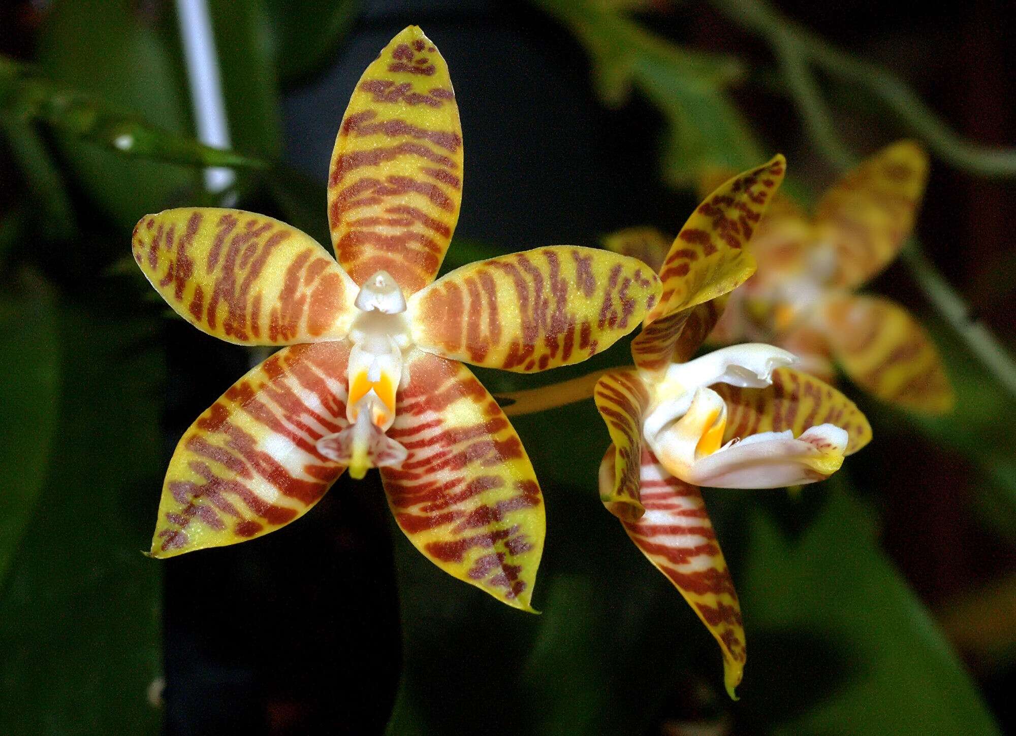 Image of Phalaenopsis amboinensis J. J. Sm.