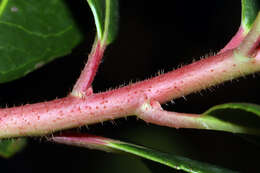 Image of strawberry tree