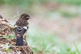 Image of Pied Bush Chat