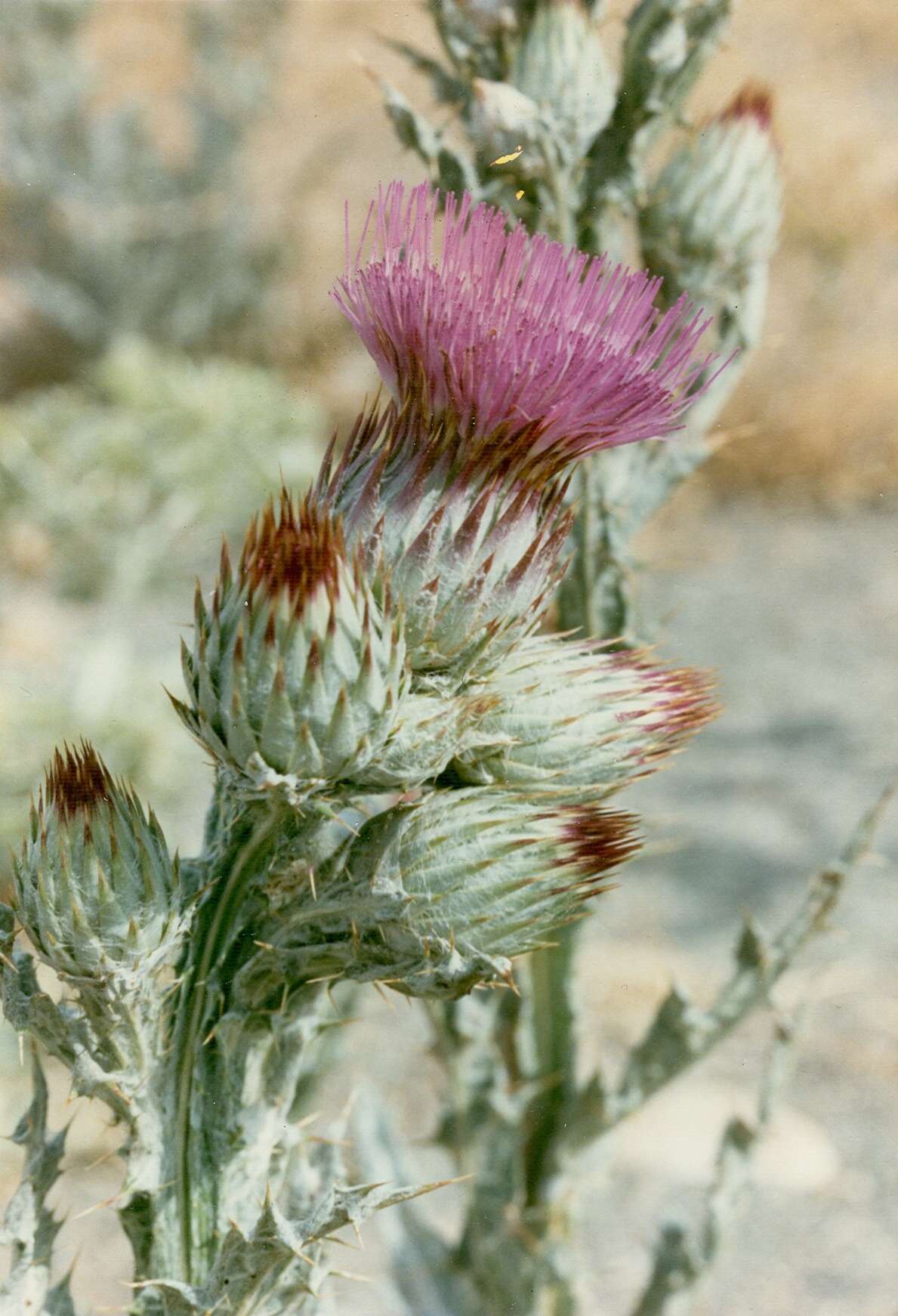 Image of Moor's Cotton Thistle