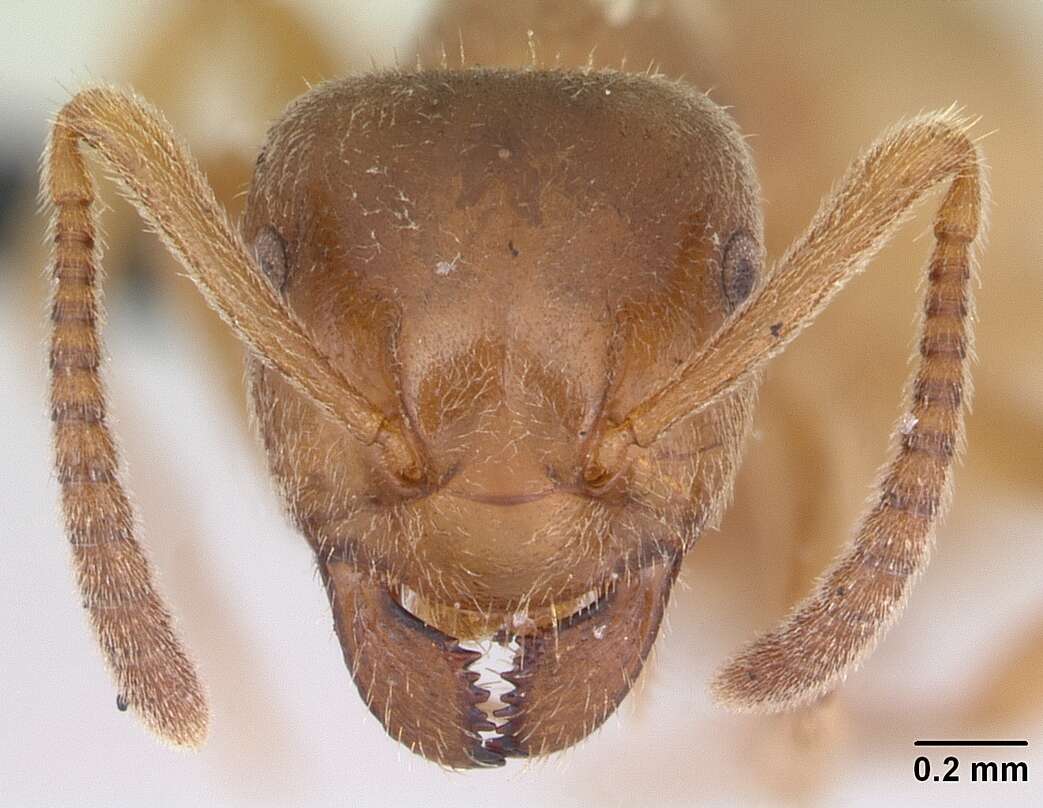 Image de Lasius mixtus (Nylander 1846)