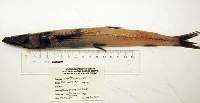 Image of Blackfin Waryfish