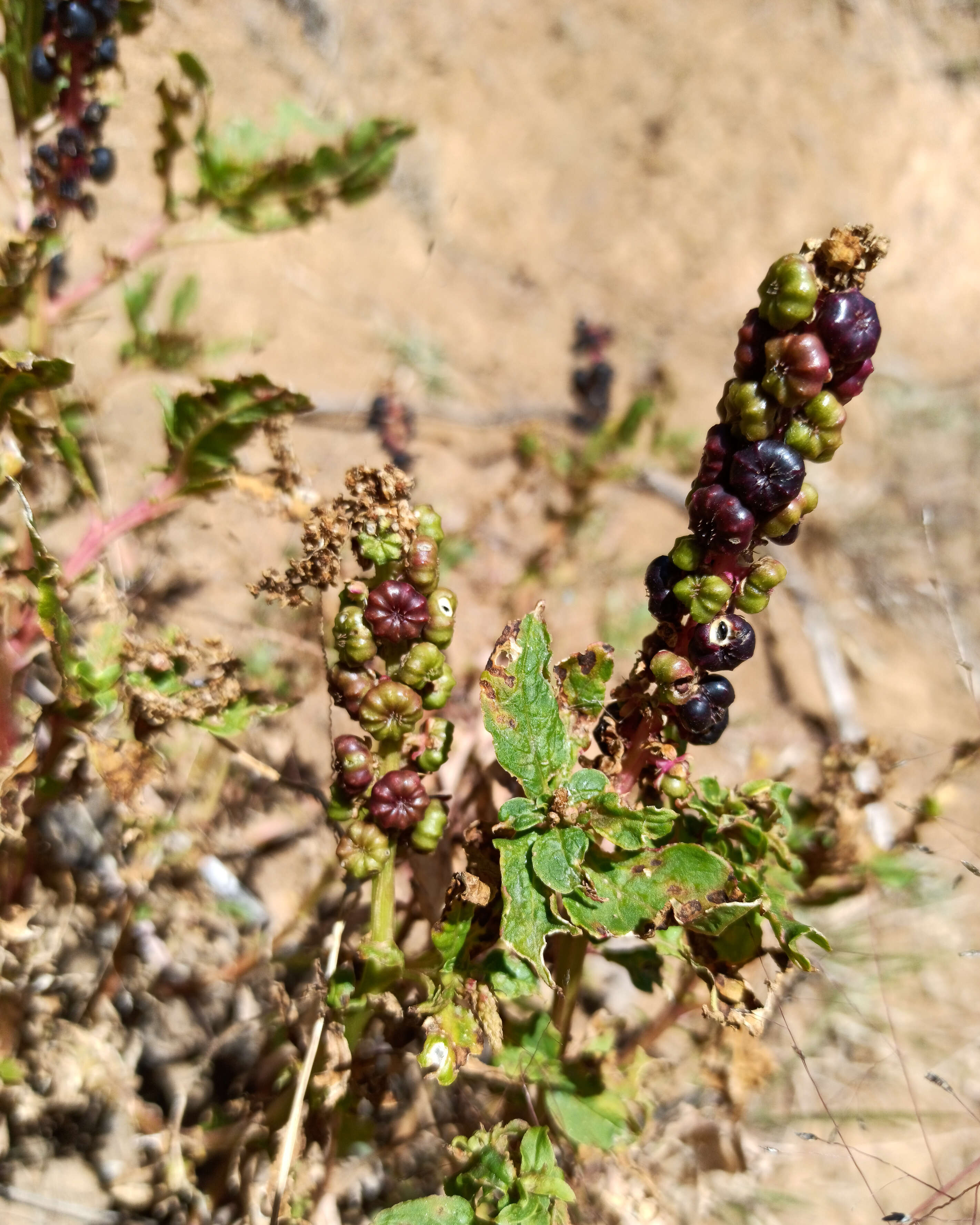 Image of tropical pokeweed