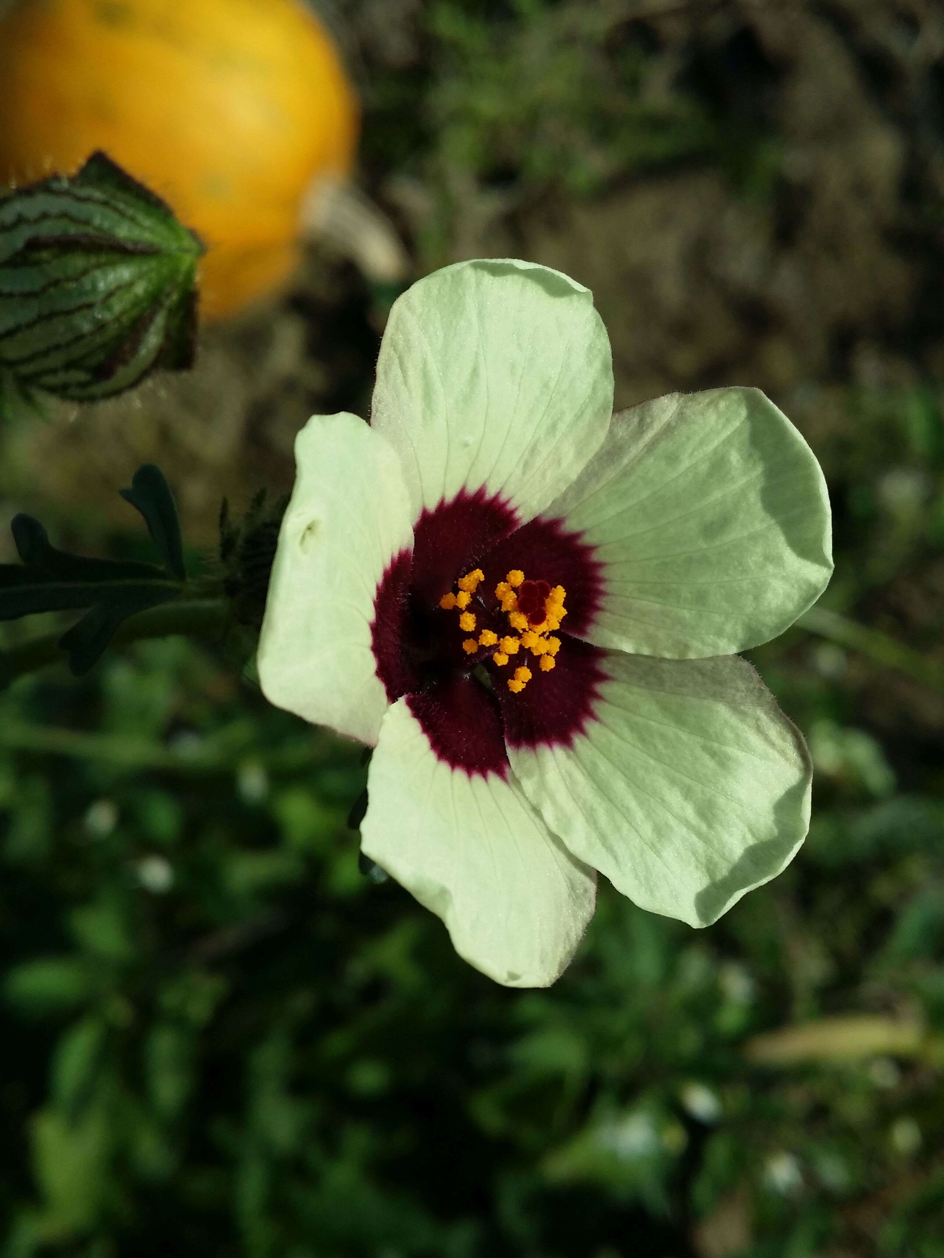 Image of flower of an hour