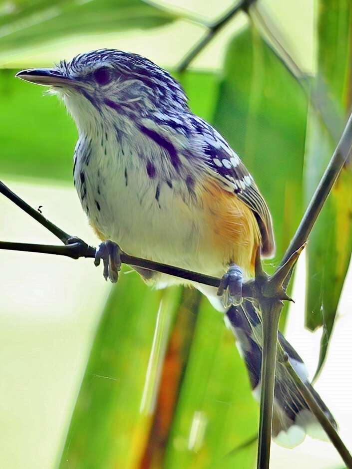 Image of Striated Antbird