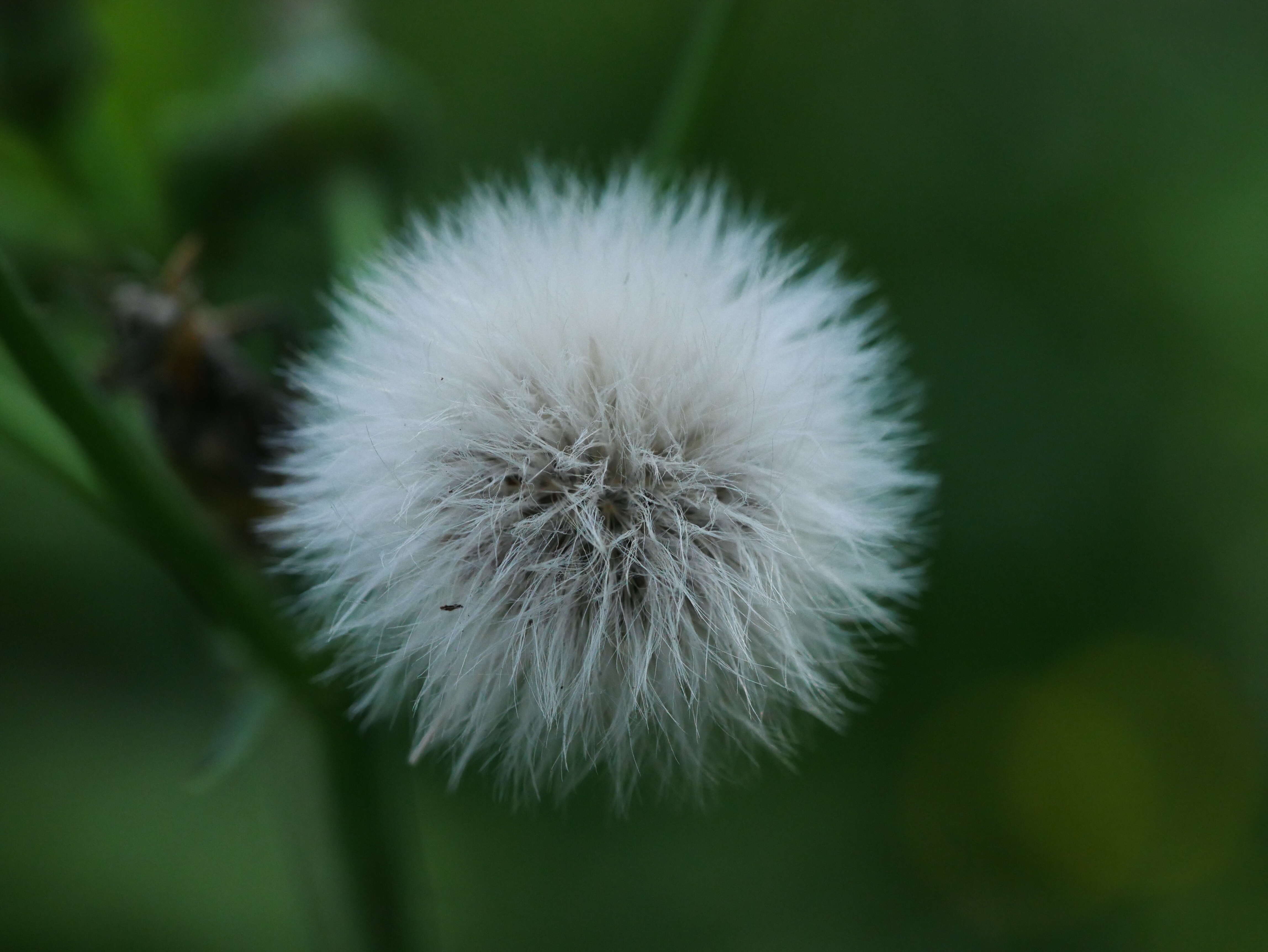 Plancia ëd Sonchus asper (L.) Hill