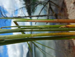 Image of Brown fox sedge