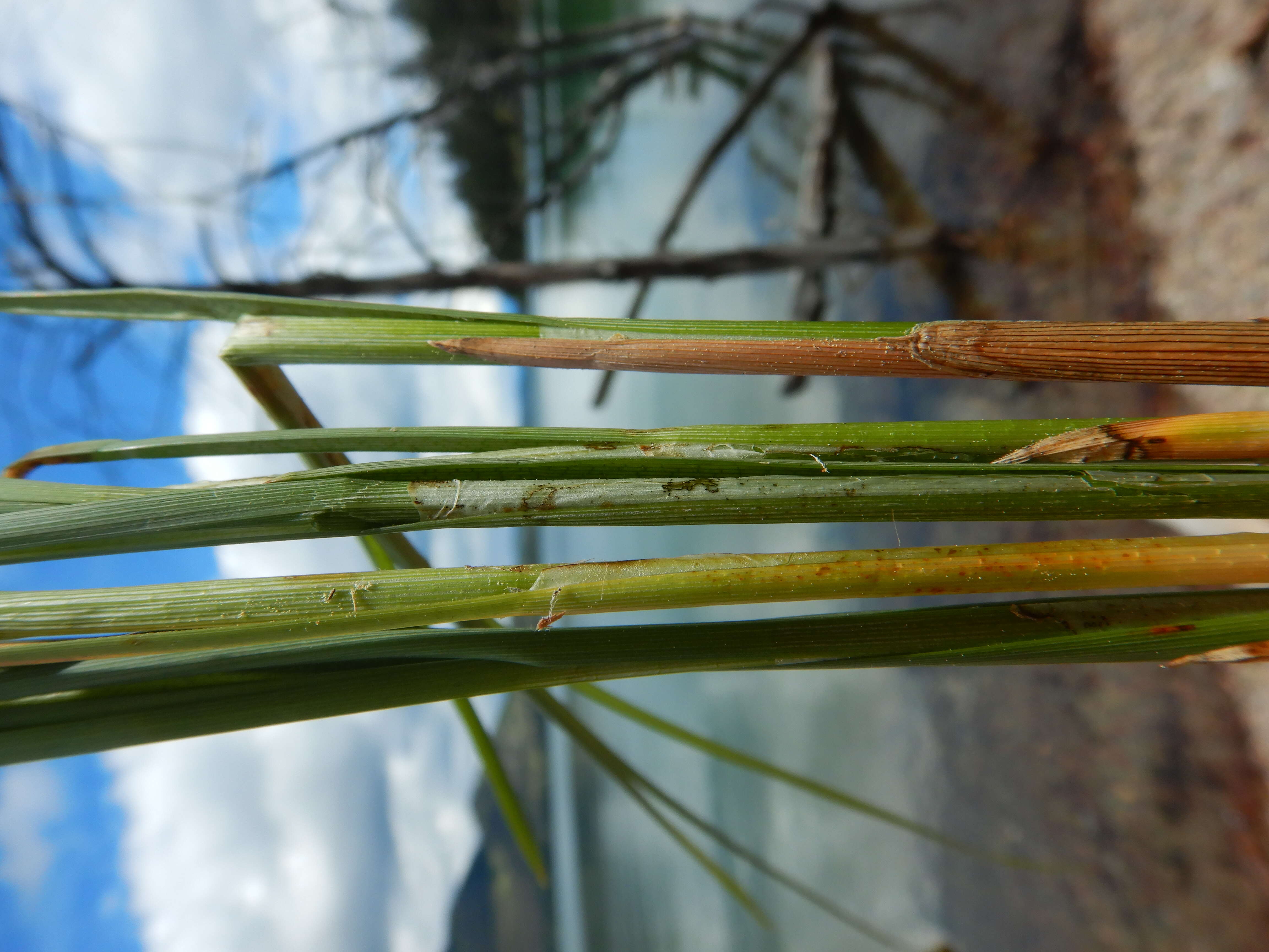 Image of Brown fox sedge