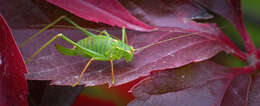 Image of Virginia creeper