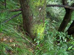 Ulmus elongata L. K. Fu & C. S. Ding resmi