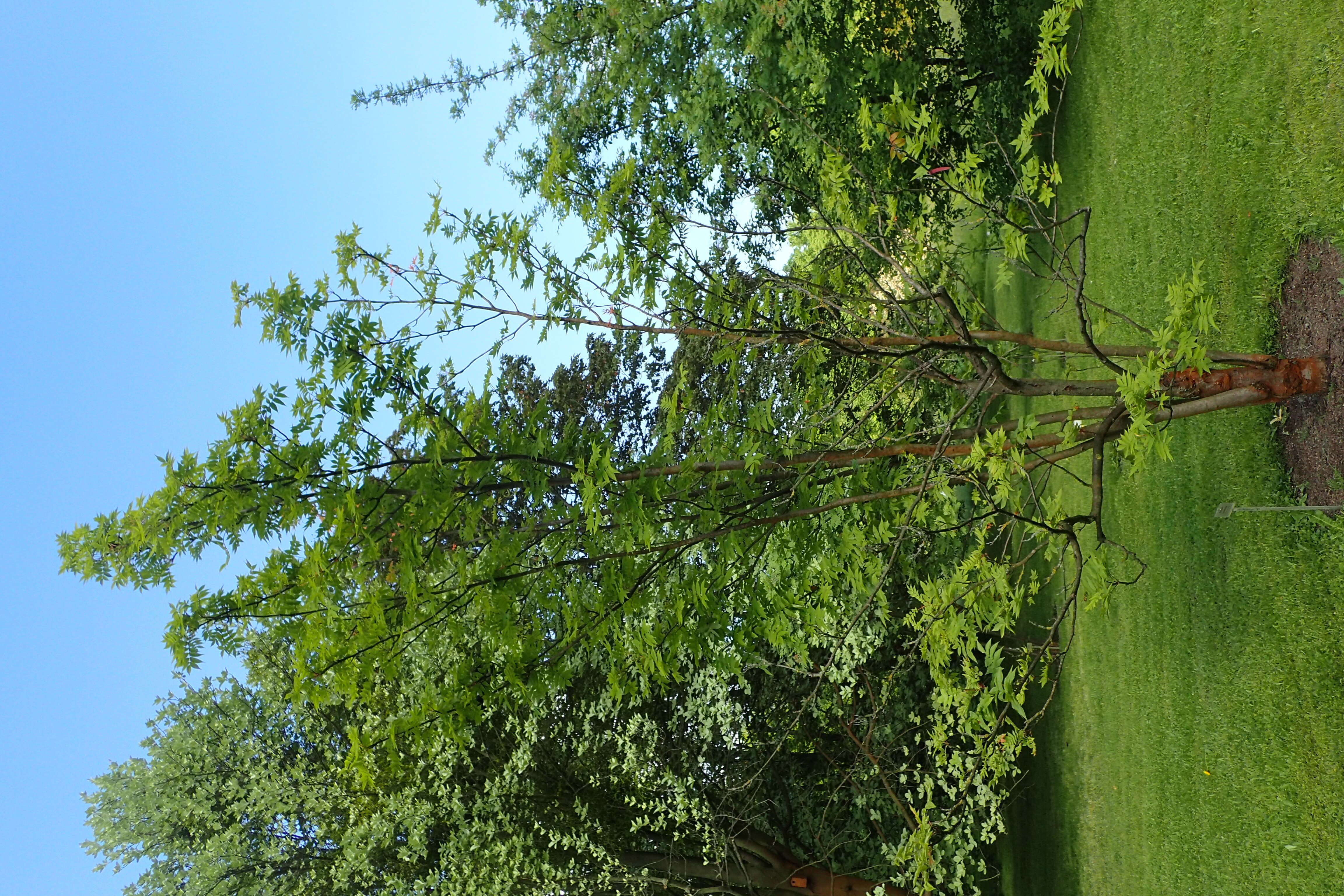 Image of Japanese Rowan