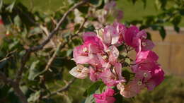 Слика од Bougainvillea glabra Choisy