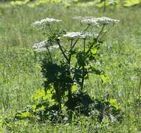 Imagem de Heracleum sosnowskyi Manden.