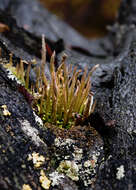 Image of Cladonia macilenta