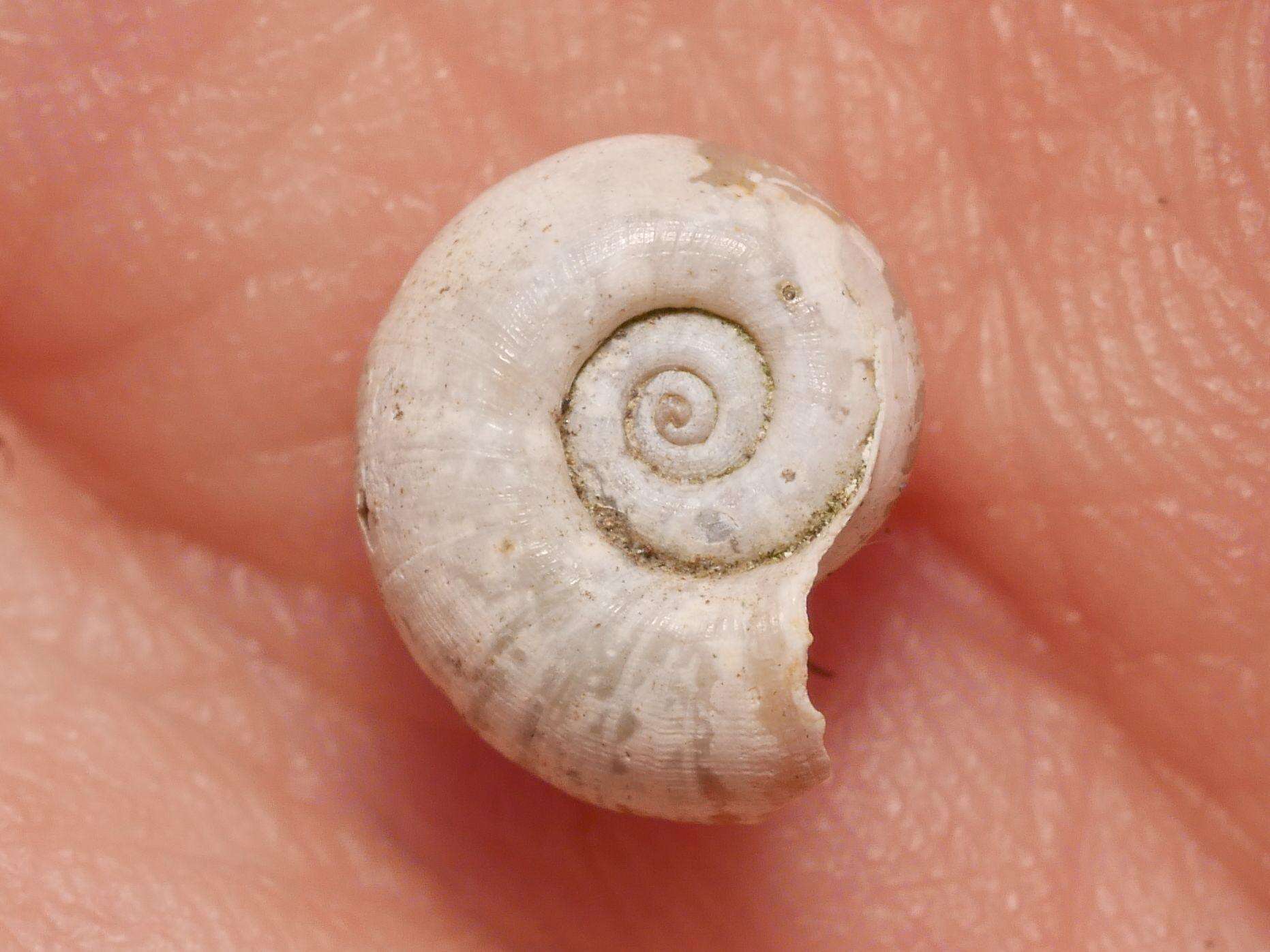 Image of Great Ram's Horn Snail