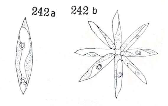 Image of Actinastrum Lagerheim 1882