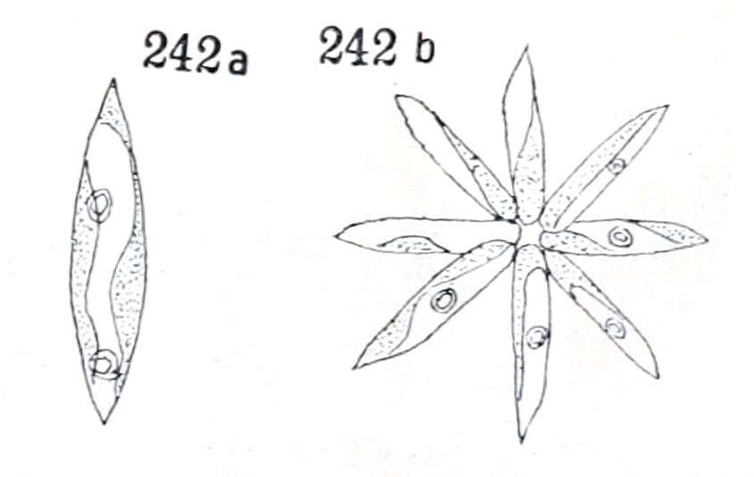 Image de Actinastrum Lagerheim 1882