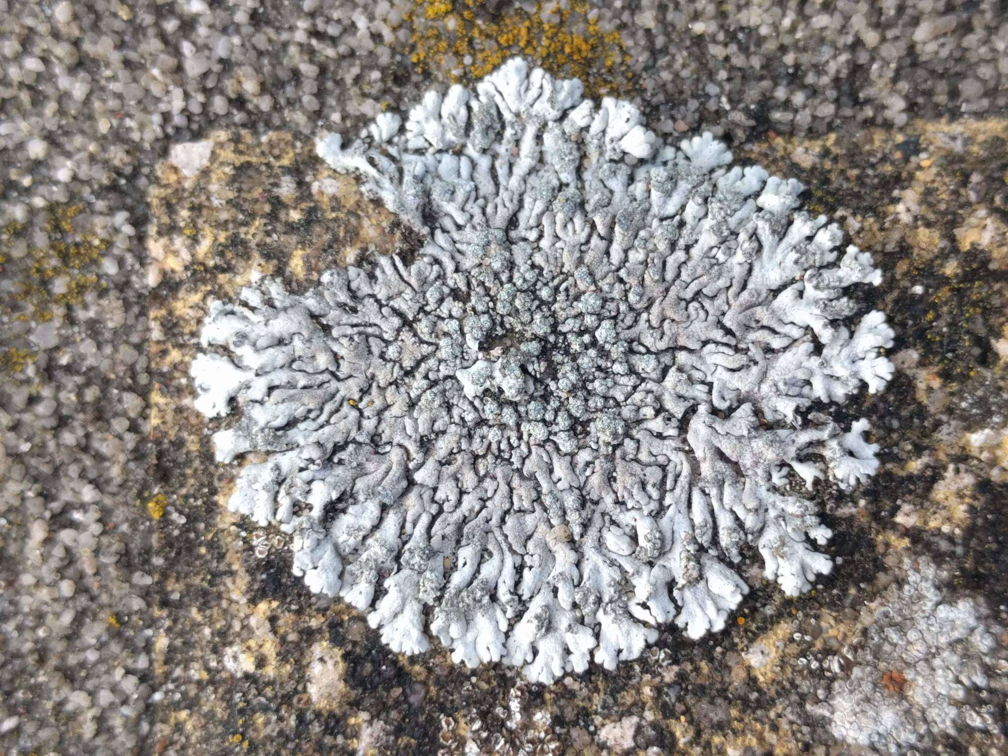 Image of Blue-gray rosette lichen