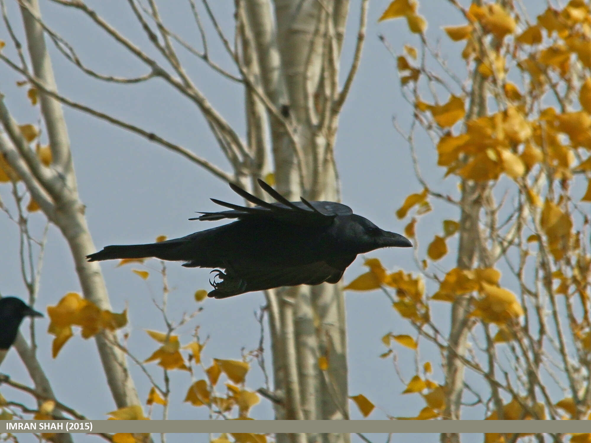 Imagem de Corvus macrorhynchos Wagler 1827