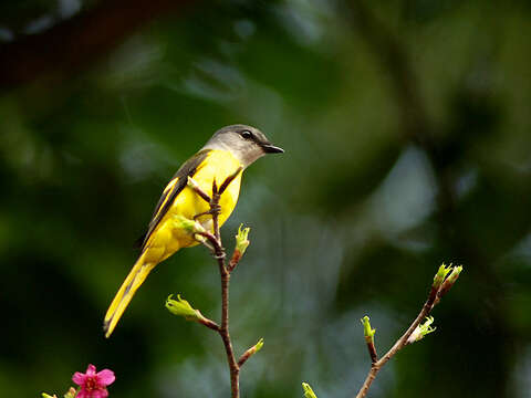 Image of Grey-chinned Minivet