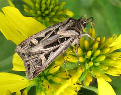 Image of Dingy Cutworm Moth