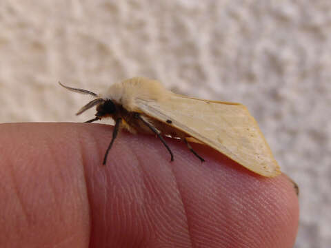 Image of Spilosoma lutea Hüfnagel 1766