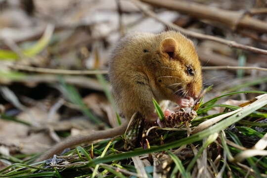 Image of hazel dormouse