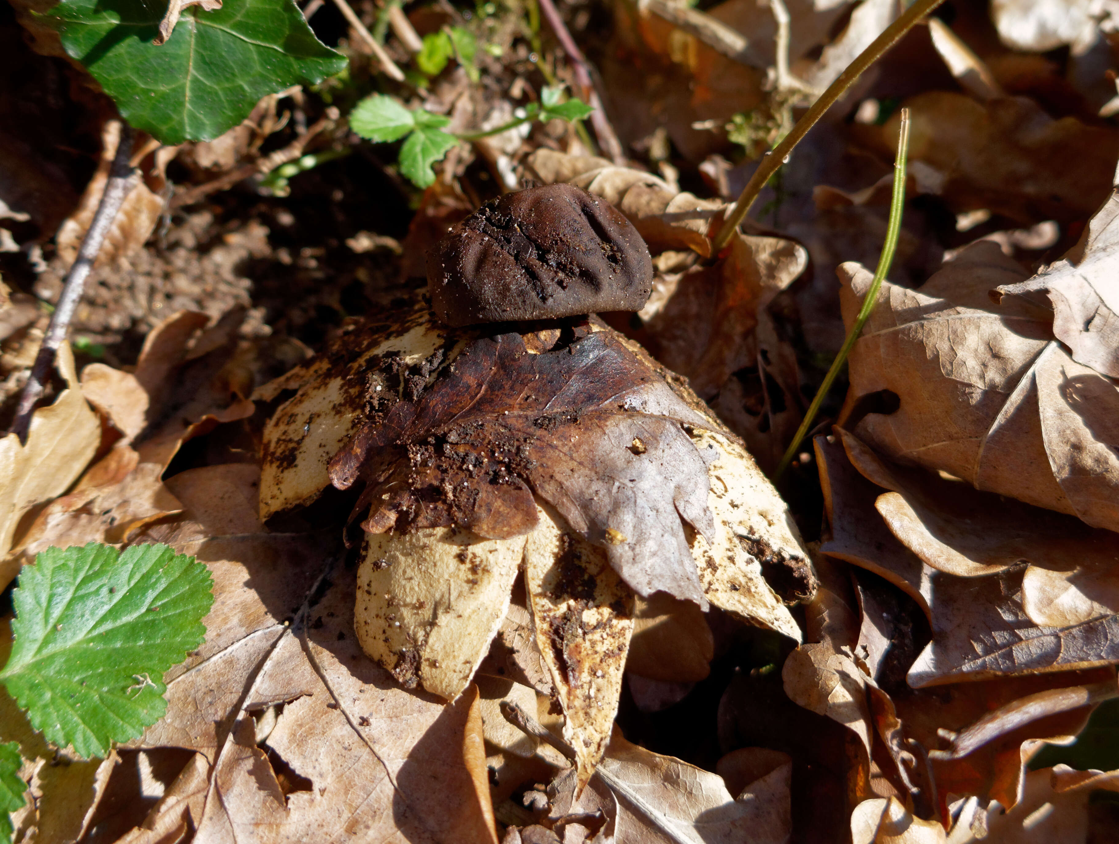 Image of Beaked Earthstar