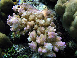 صورة Acropora retusa (Dana 1846)