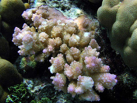 Image of Staghorn coral