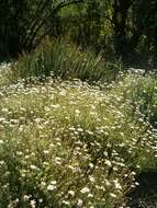 Image of Blue aster