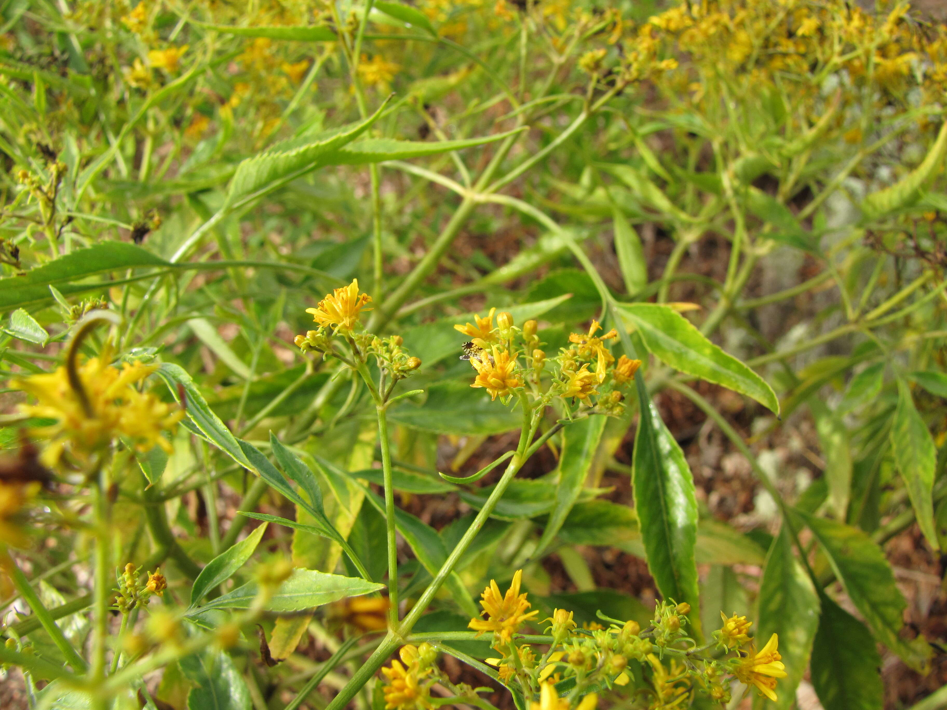 Image of Trupanea crassipes (Thomson 1869)