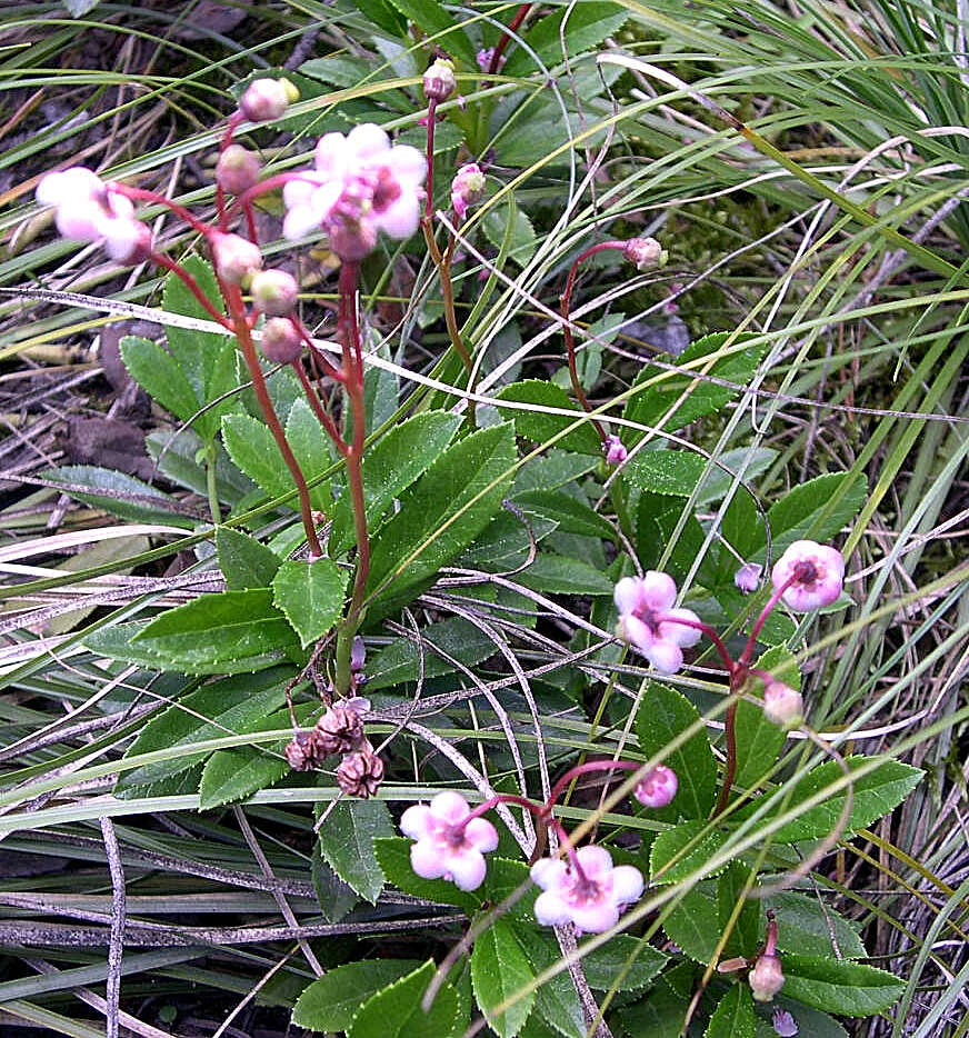 Image of pipsissewa