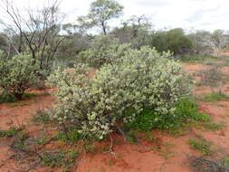 Imagem de Eremophila forrestii F. Muell.