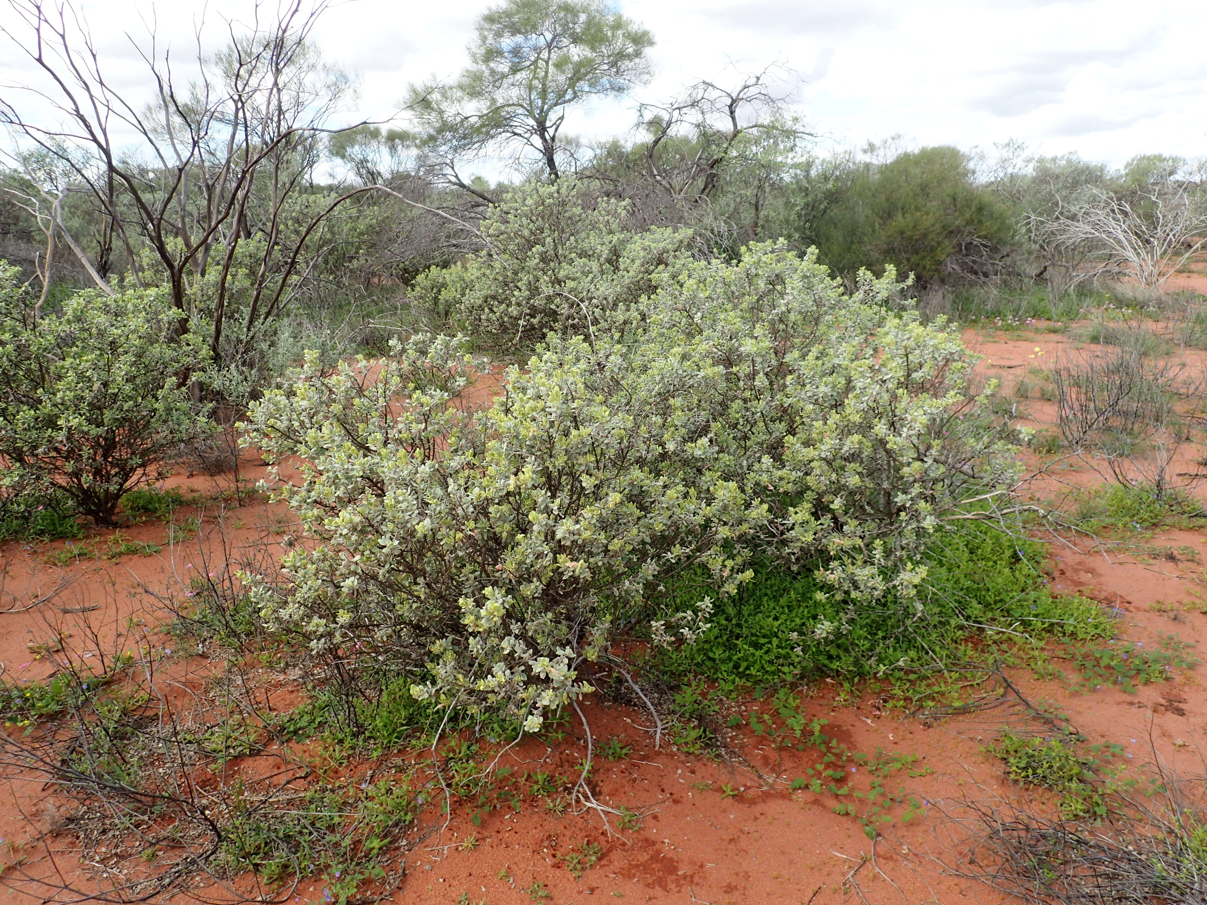 Imagem de Eremophila forrestii F. Muell.