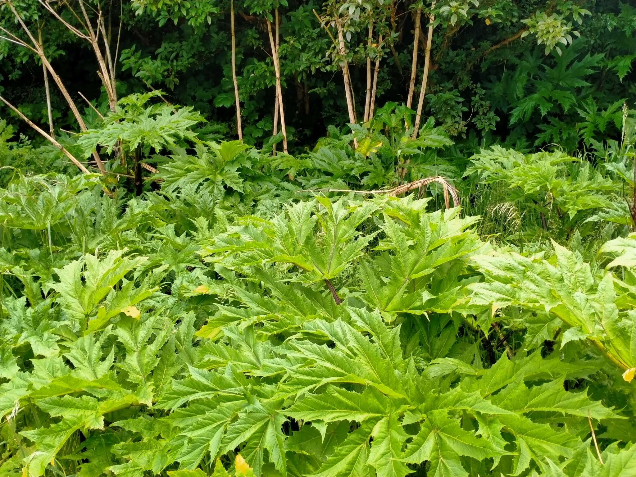 Image of Mantegazzi's Cow-Parsnip