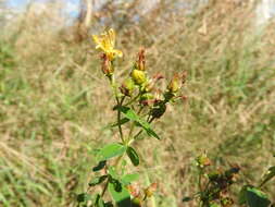 Image of spotted St. Johnswort