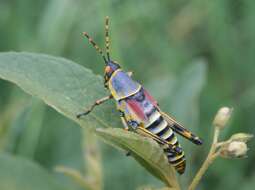 Image of Elegant Grasshopper