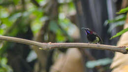 Aethopyga saturata (Hodgson 1836) resmi