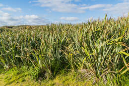 Image of New Zealand flax