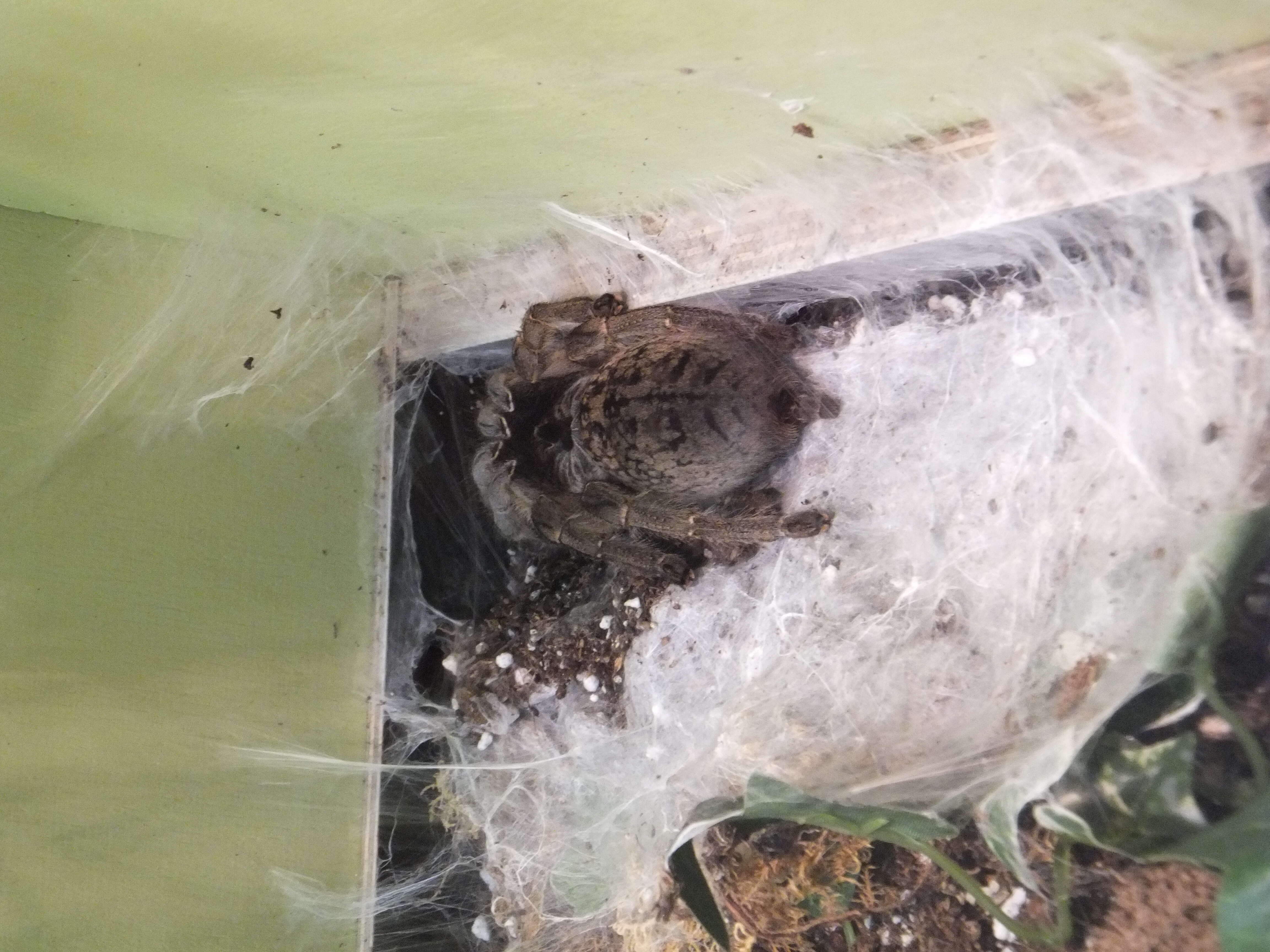 Image of Straight Horned Baboon Tarantula